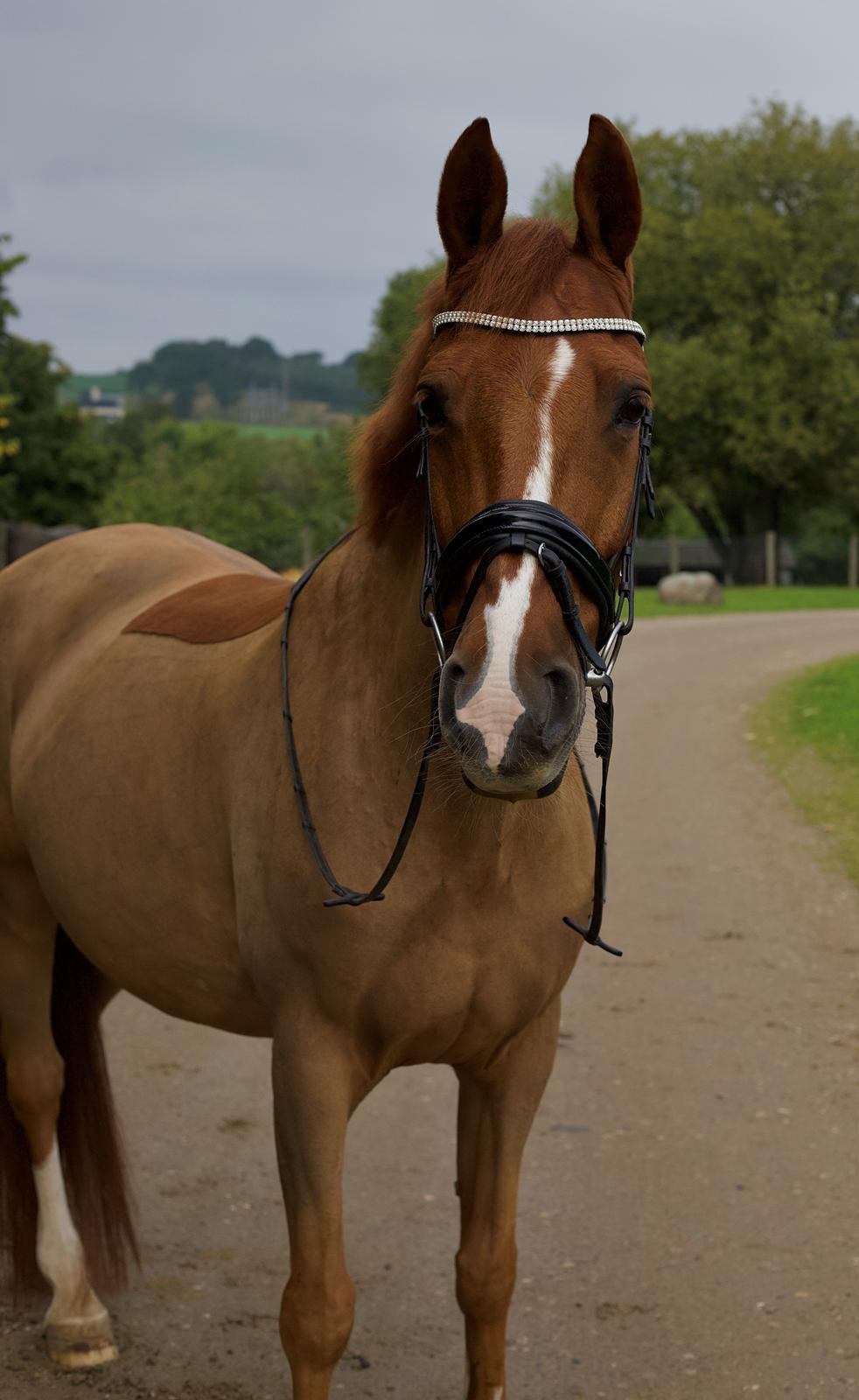 Anden særlig race Mr. Bogart billede 16