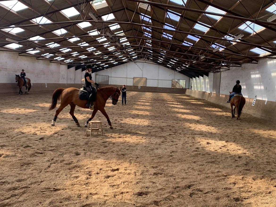 Anden særlig race Mr. Bogart billede 17