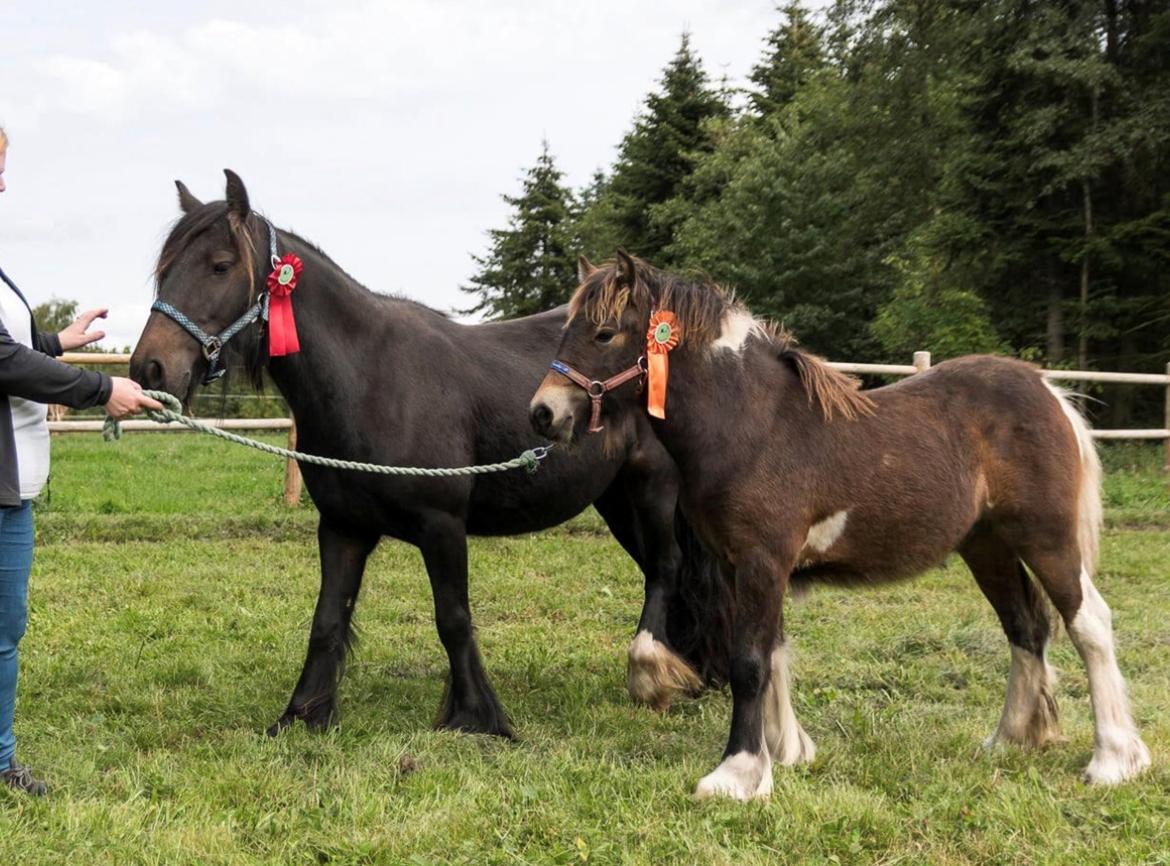 Irish Cob Team Hammer's Classic "solgt" billede 7