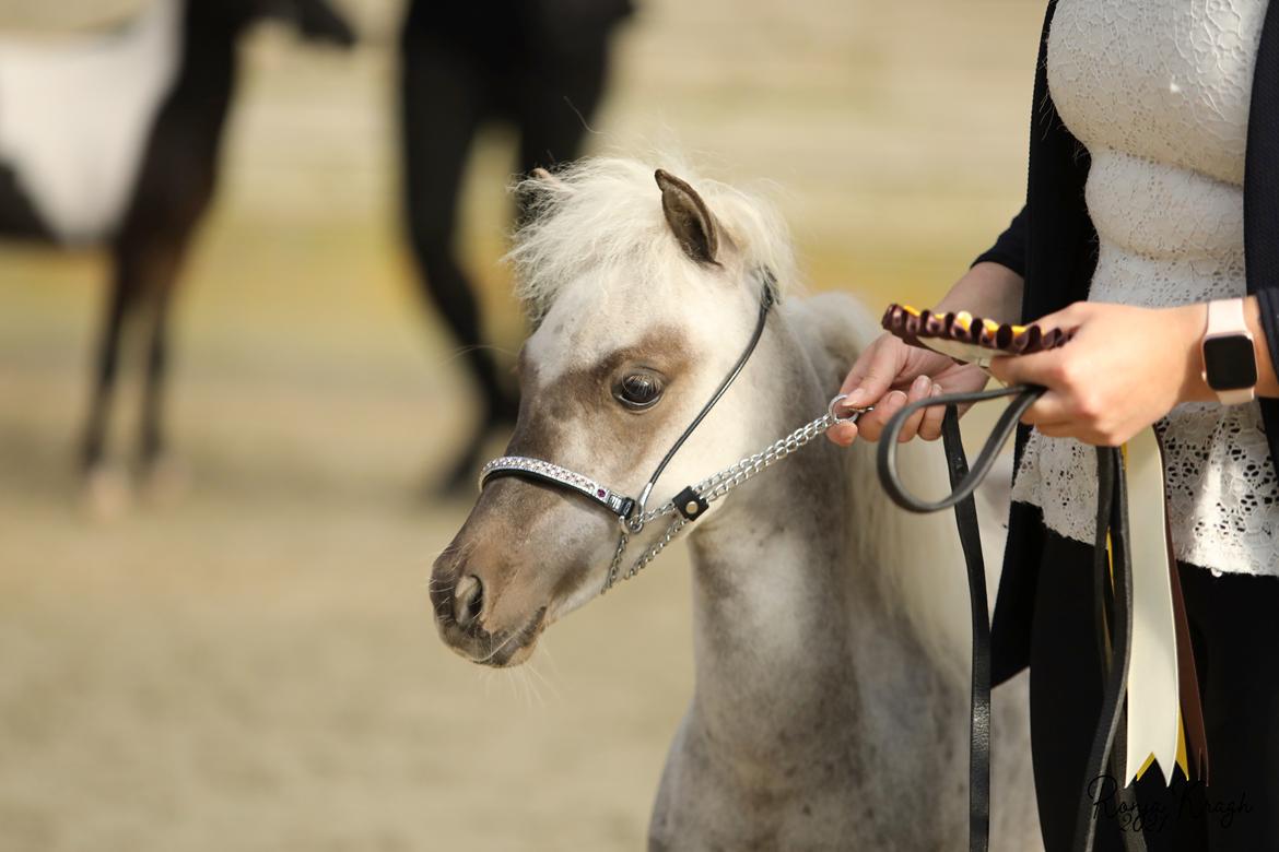 Amerikansk Miniature Hyrule Horses Rasputin billede 12