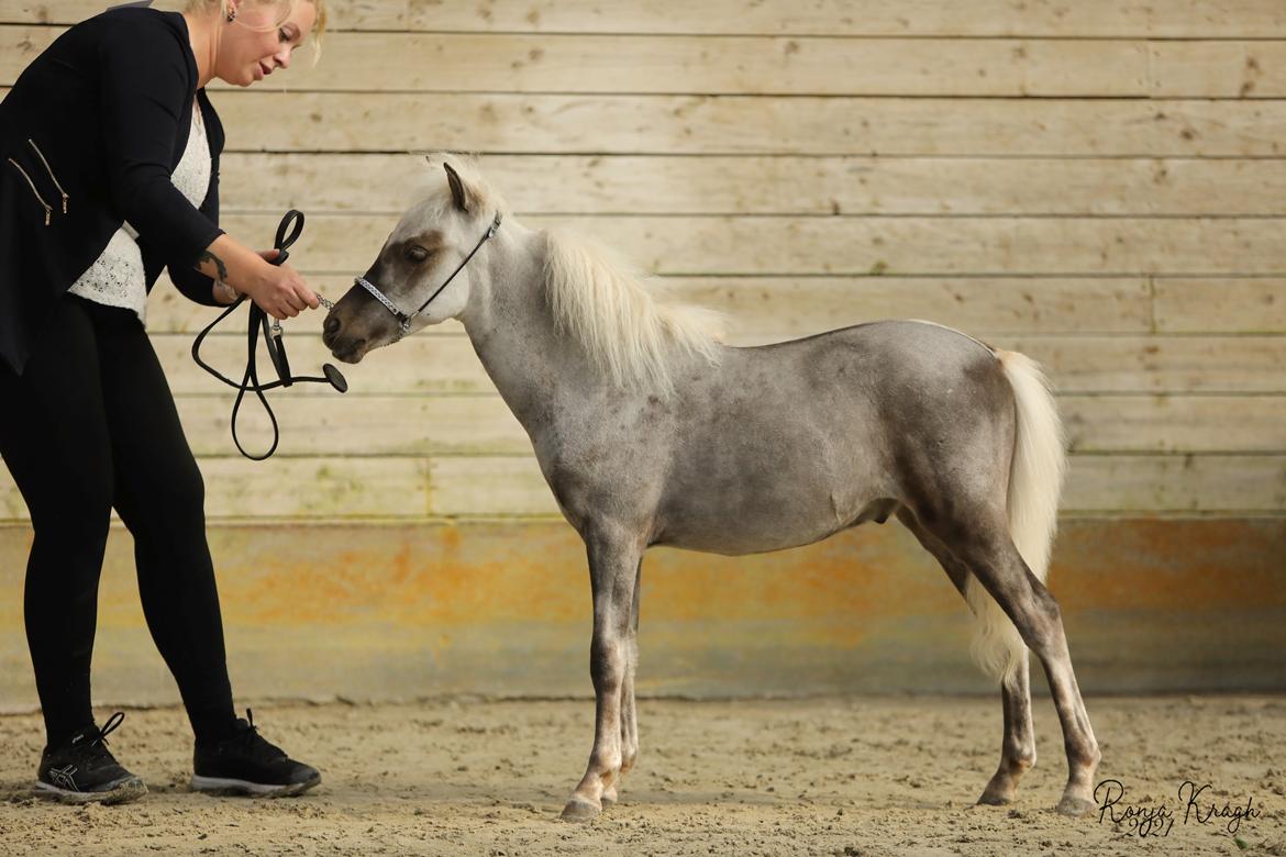 Amerikansk Miniature Hyrule Horses Rasputin billede 13