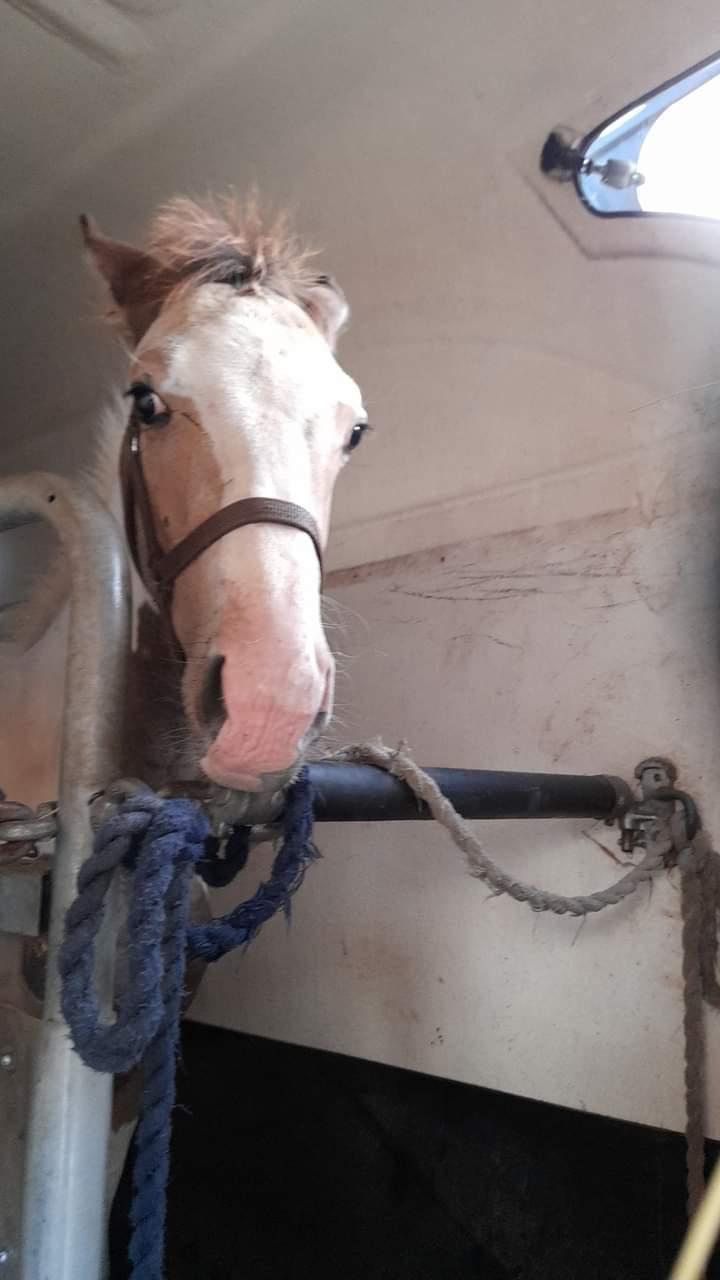 Pinto Søgårds Amaranto  billede 7