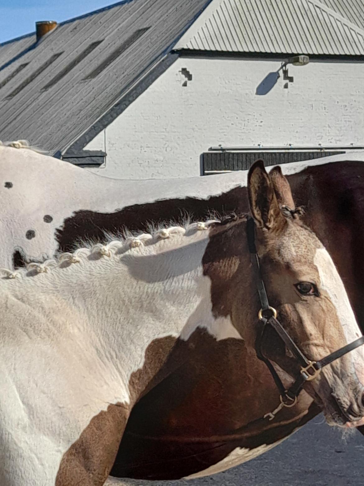 Pinto Søgårds Amaranto  billede 30