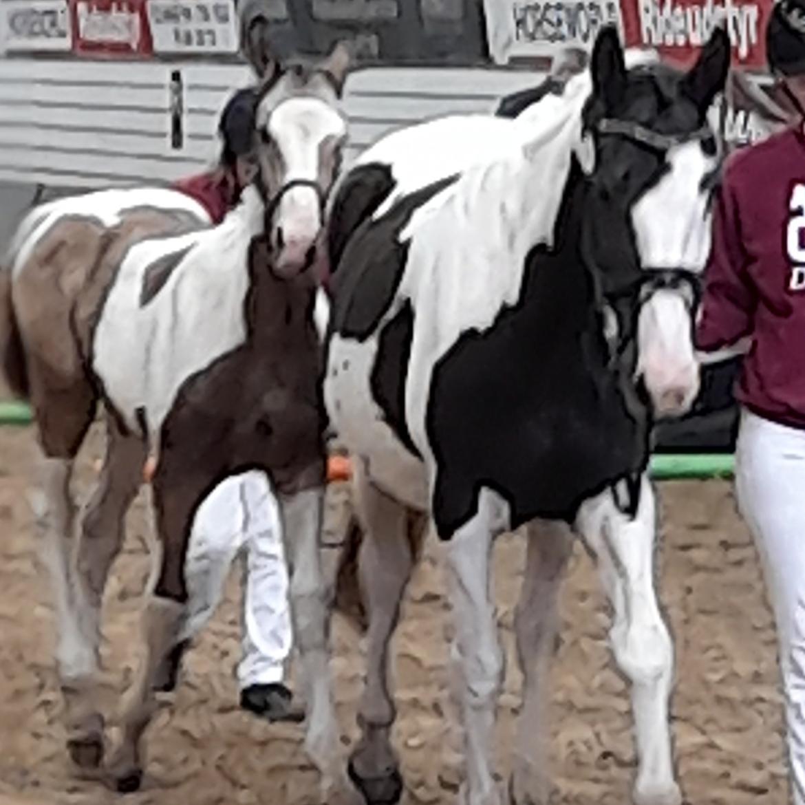 Pinto Søgårds Amaranto  billede 6