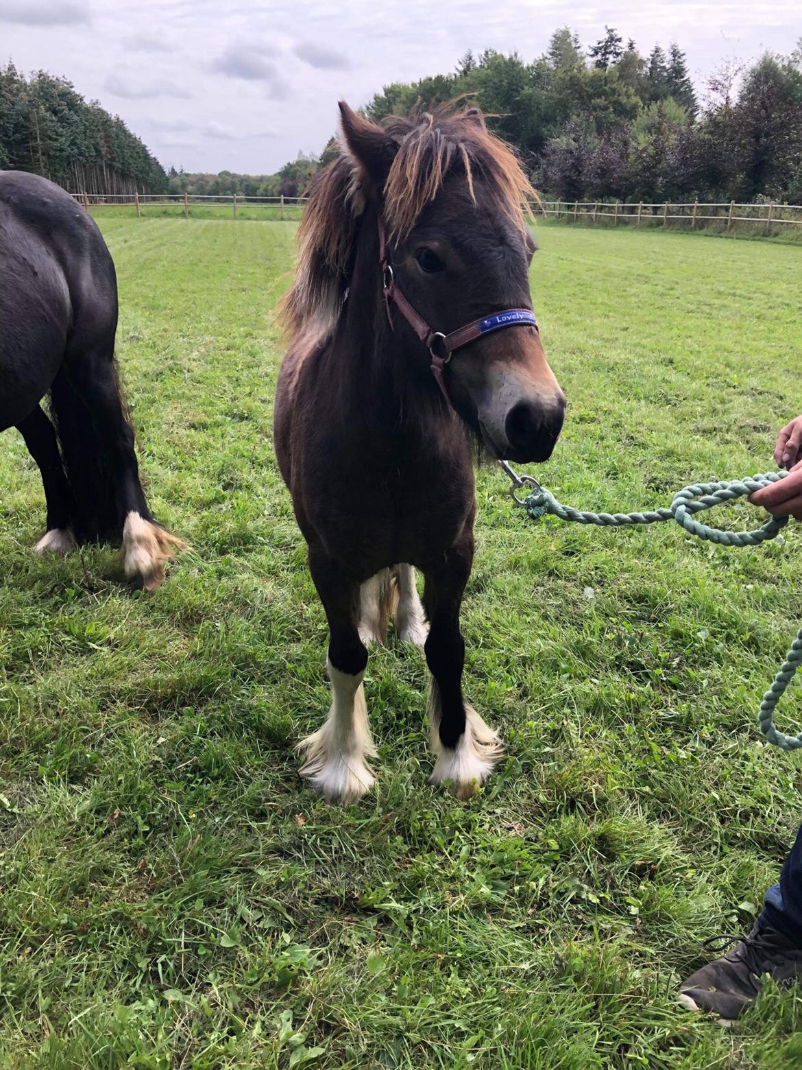 Irish Cob Team Hammer's Classic "solgt" billede 13