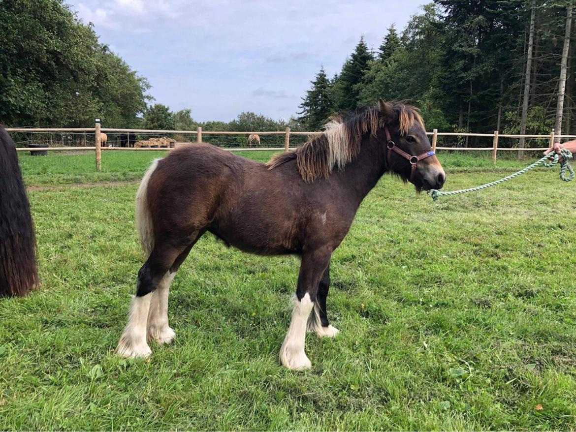 Irish Cob Team Hammer's Classic "solgt" billede 11