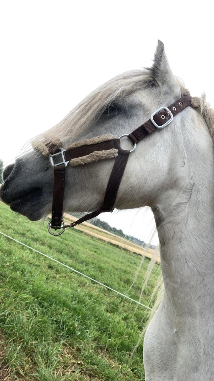 Fell pony Spirhøjs Nova  billede 15