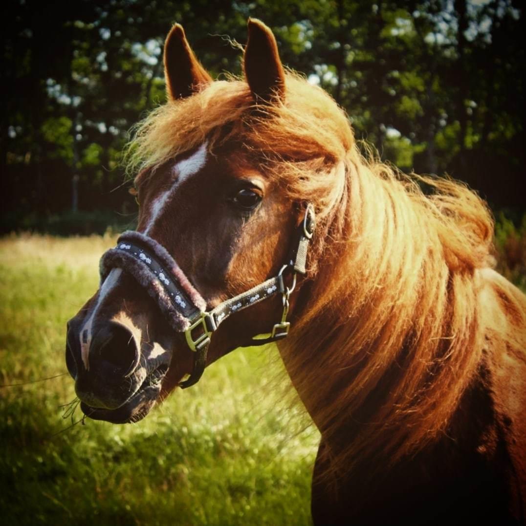 New Forest Grønvangs Surprise |Solleh| [R.I.P] billede 6