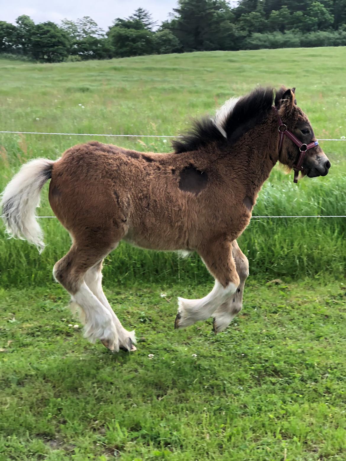 Irish Cob Team Hammer's Classic "solgt" billede 3