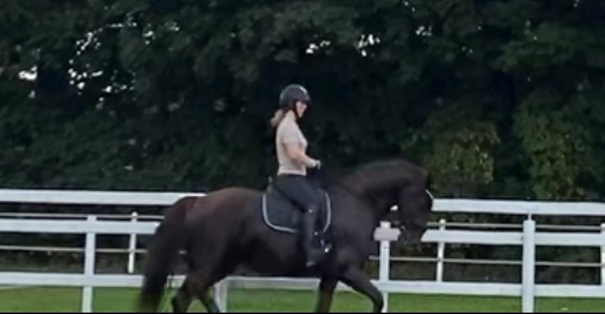 Hollandsk Varmblod Gunette billede 17