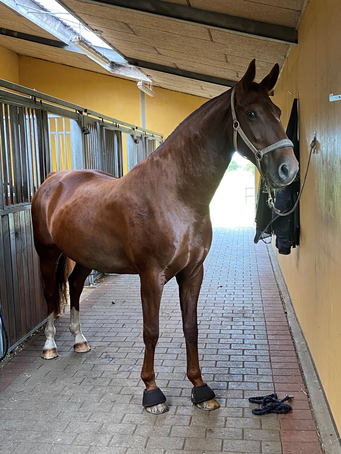 Hollandsk Varmblod Gunette billede 18