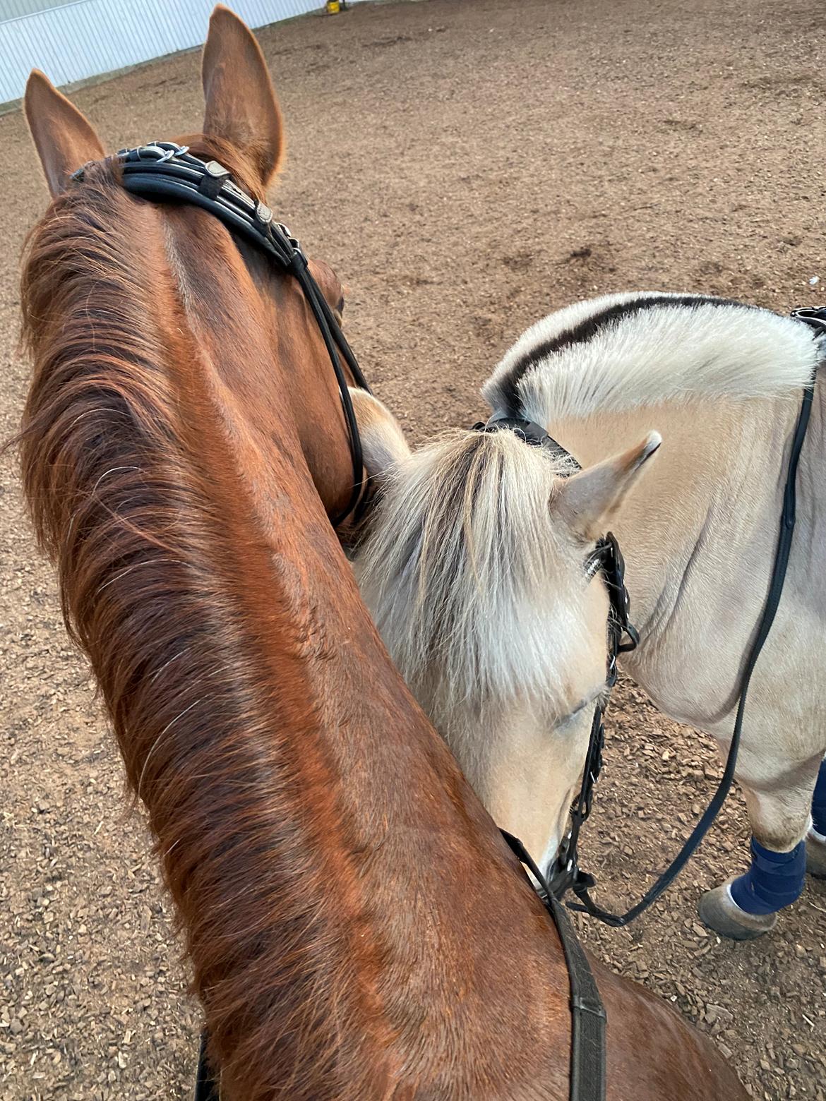 Hollandsk Varmblod Gunette billede 19