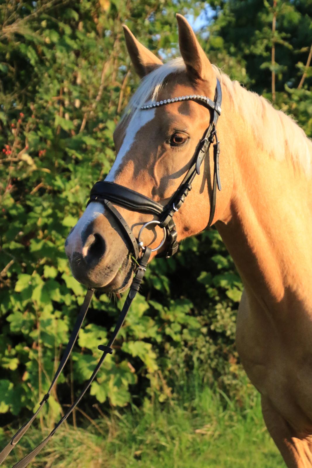 Hollandsk Varmblod Fantastic times aka Harley billede 4