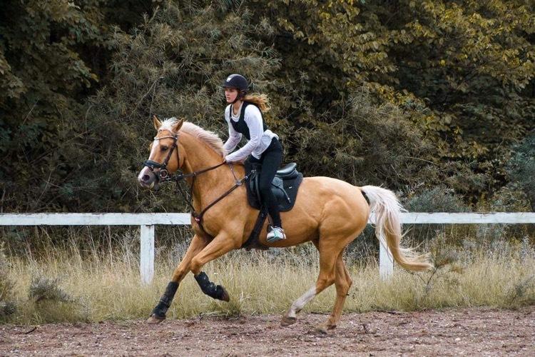 Hollandsk Varmblod Fantastic times aka Harley billede 8