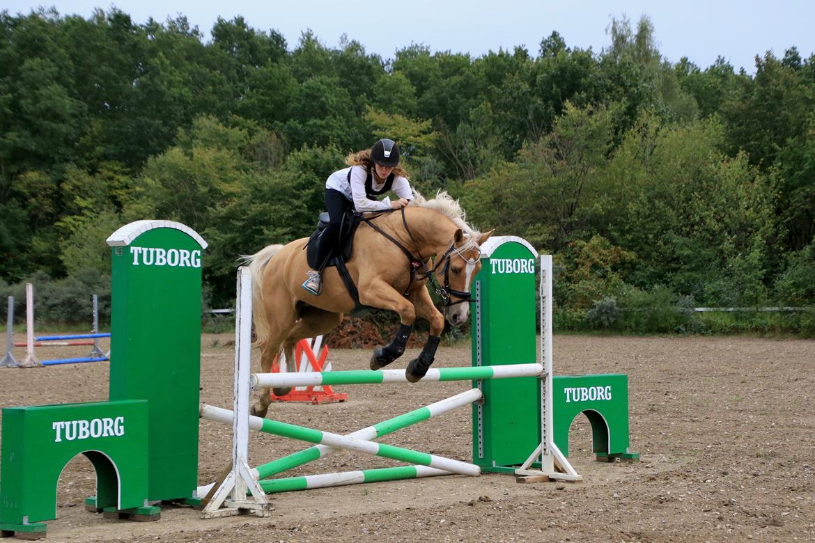 Hollandsk Varmblod Fantastic times aka Harley billede 11