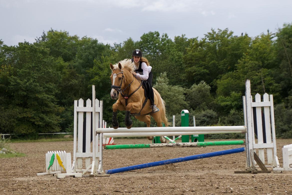 Hollandsk Varmblod Fantastic times aka Harley billede 12