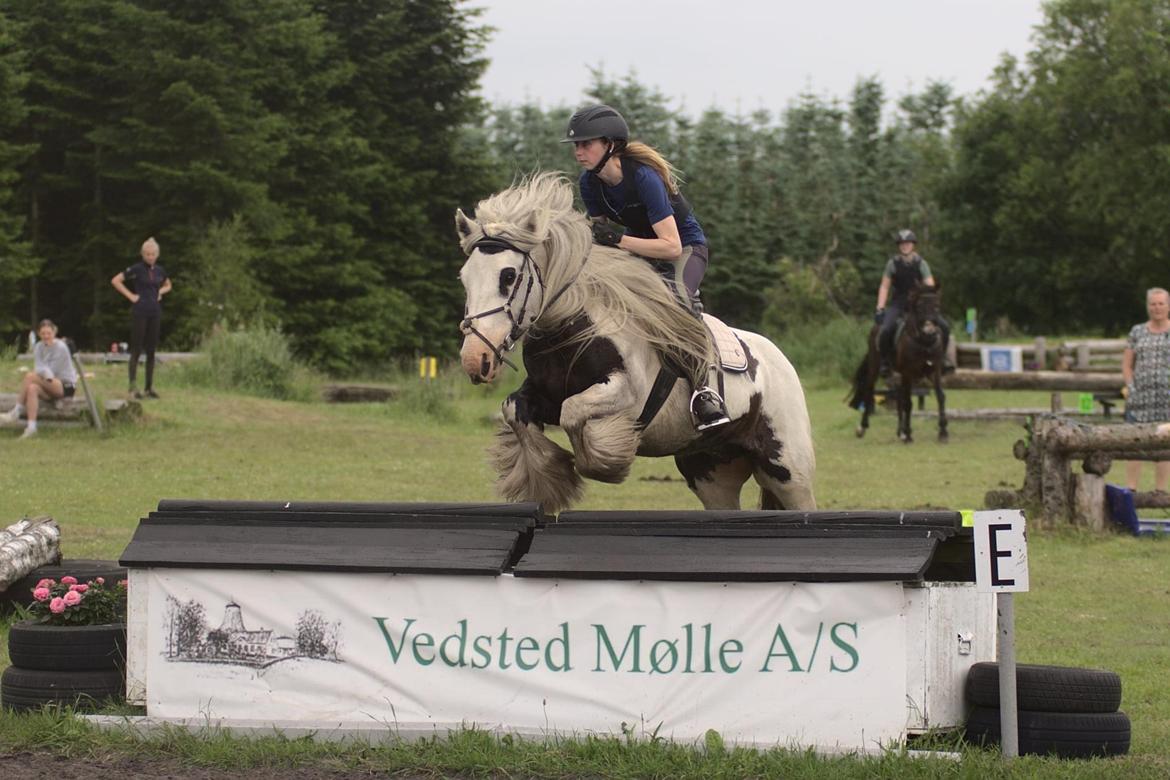 Irish Cob Whiteface (Gypsy) - Part - Terræntræning 26/6-21 Foto: Renee Kristensen billede 5
