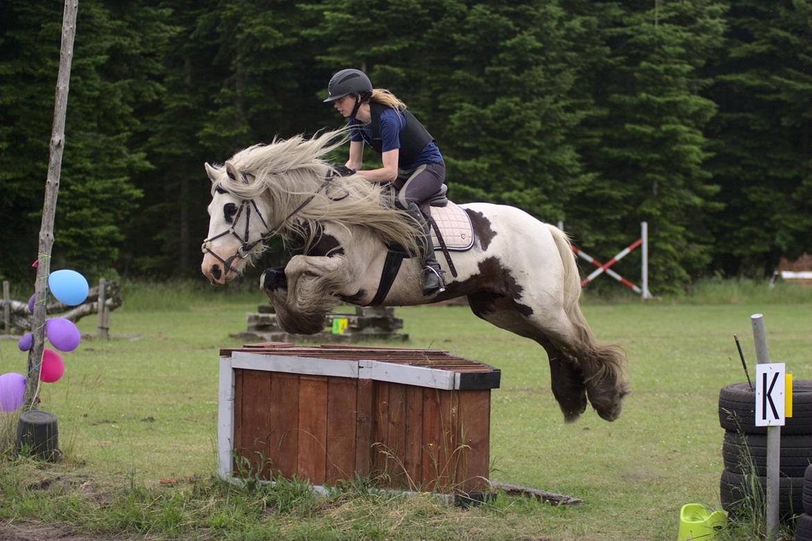 Irish Cob Whiteface (Gypsy) - Part - Terræntræning 26/6-21 Foto: Renee Kristensen billede 4