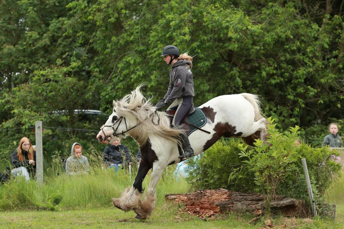 Irish Cob Whiteface (Gypsy) - Part - Bedømmelse ved stildommer i terræn 27/6-21 Foto: Jimmy Leen Friis billede 2