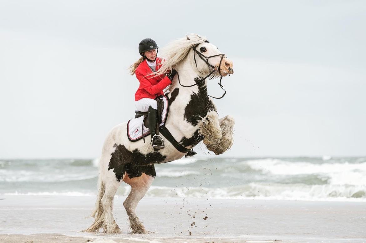 Irish Cob Whiteface (Gypsy) - Part - Jagt i forbindelse med Rømø Beach Jump 12/6-21 Foto: JNJ Foto billede 1