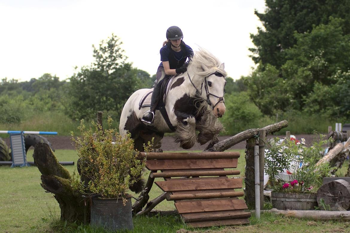 Irish Cob Whiteface (Gypsy) - Part - Terræntræning 26/6-21 Foto: Renee Kristensen billede 6