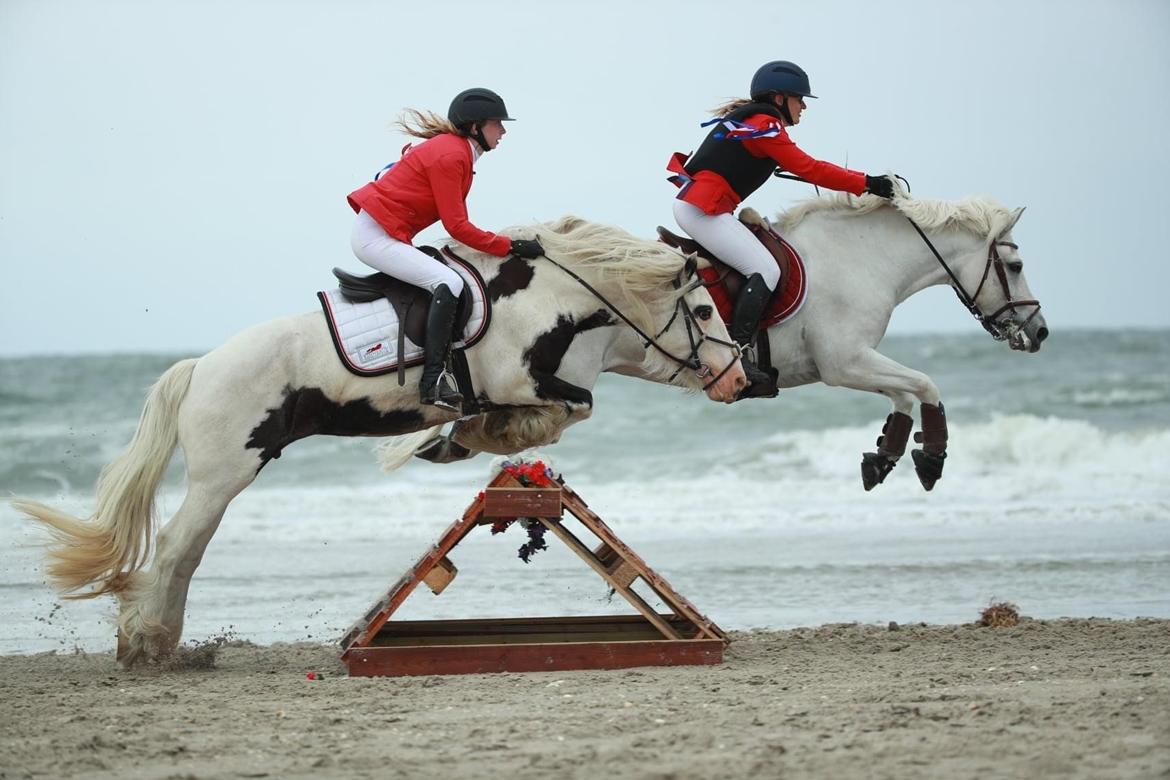Irish Cob Whiteface (Gypsy) - Part - Jagt i forbindelse med Rømø Beach Jump 12/6-21 Foto: Jimmy Leen Friis billede 3