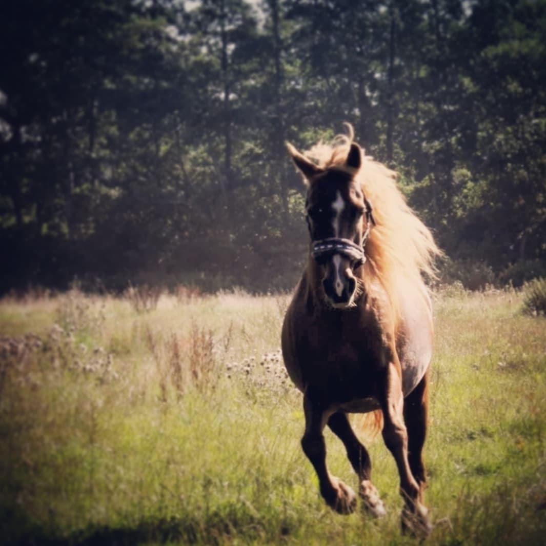 New Forest Grønvangs Surprise |Solleh| [R.I.P] billede 15