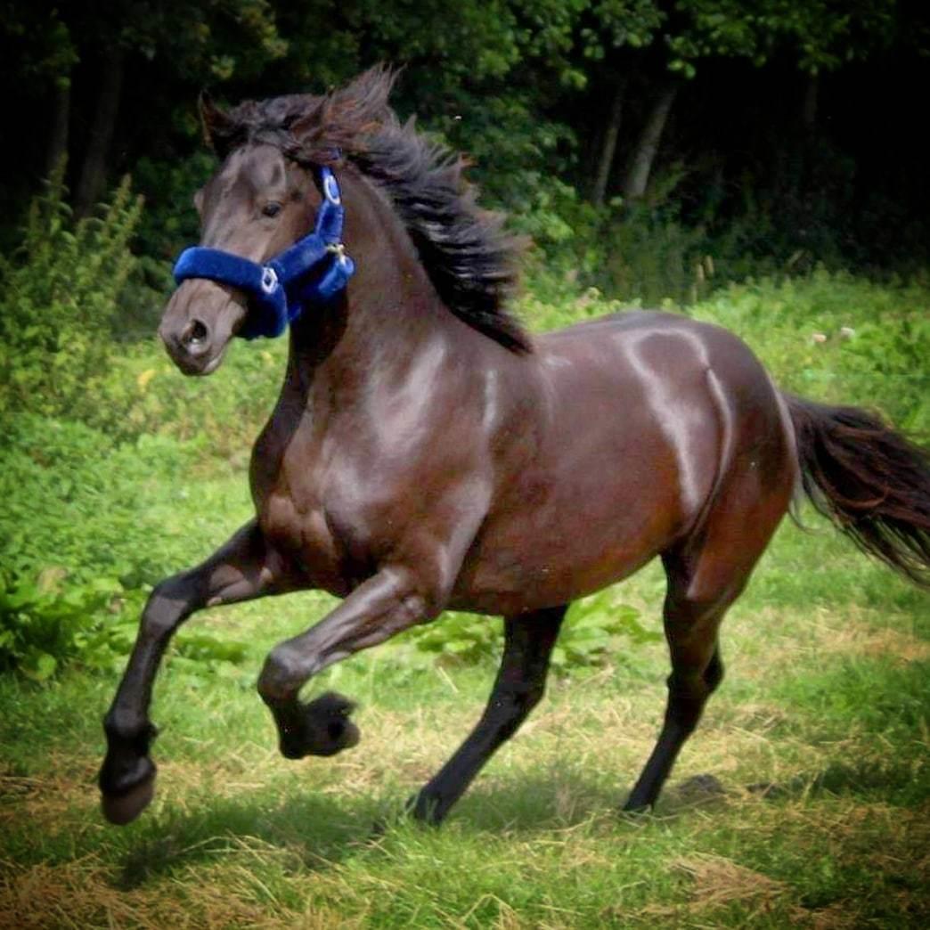 Barockpferd Grønvangs Lunara Ebony [Solgt] billede 5