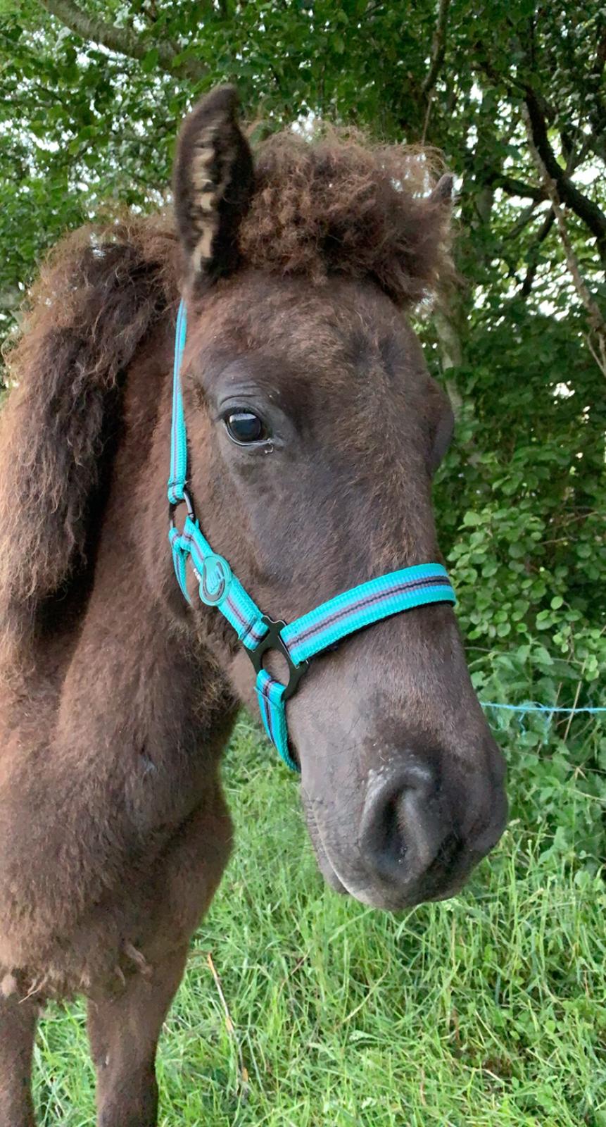 Islænder Emil fra svostruplund billede 11