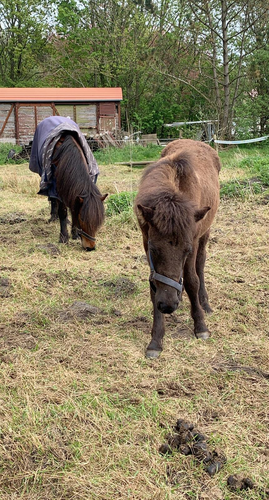 Islænder Emil fra svostruplund billede 12