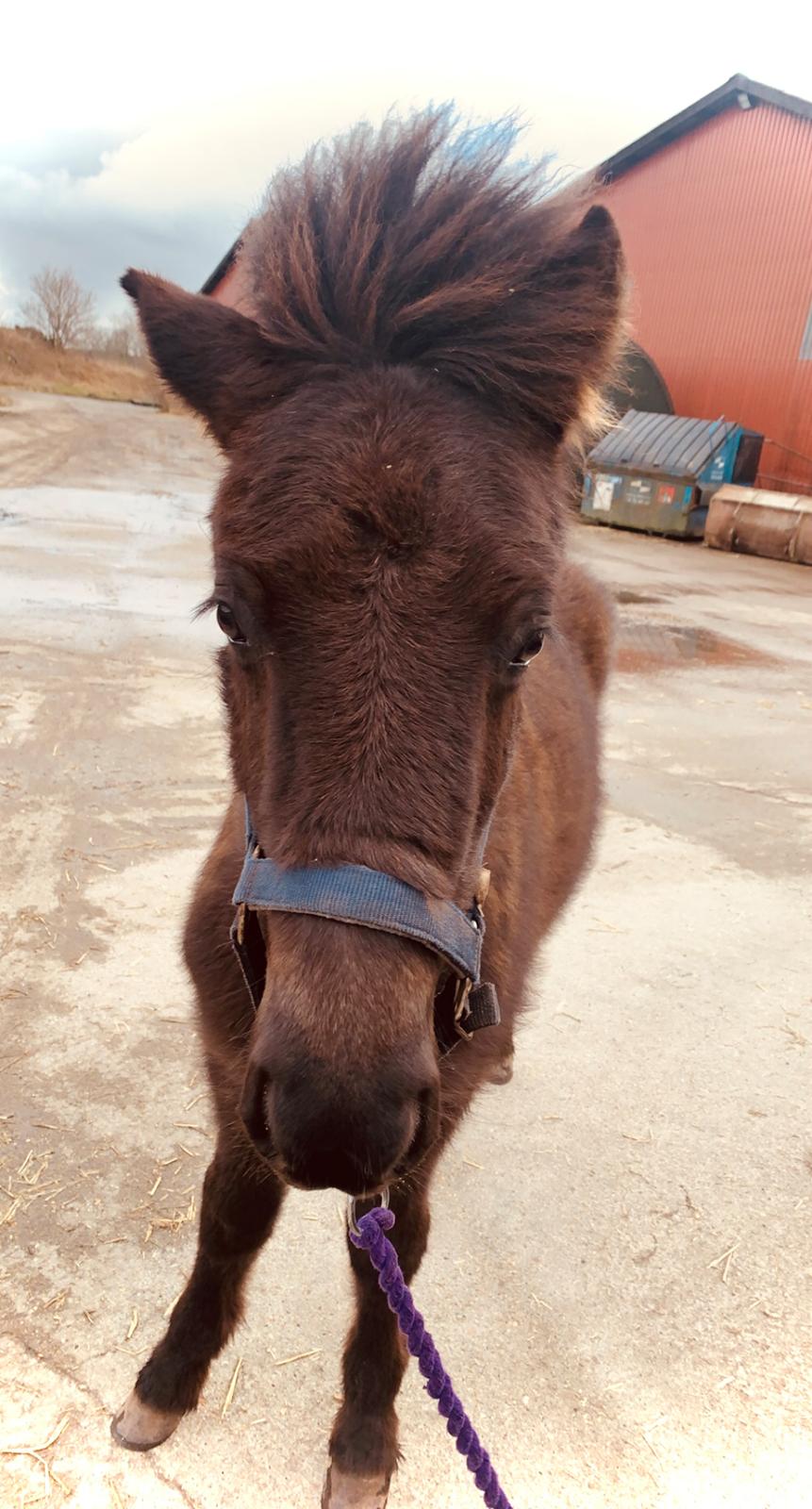 Islænder Emil fra svostruplund billede 14