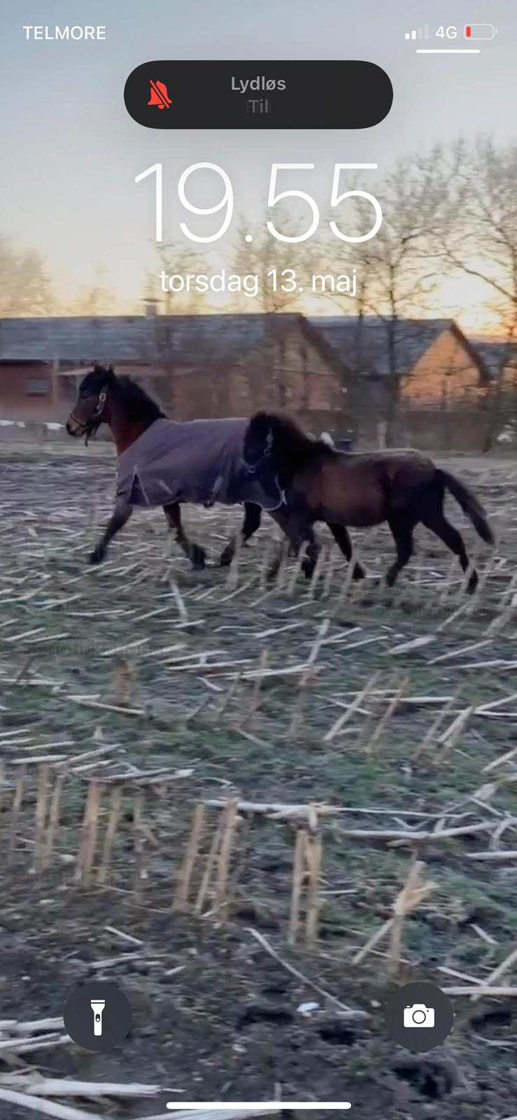 Islænder Emil fra svostruplund billede 13