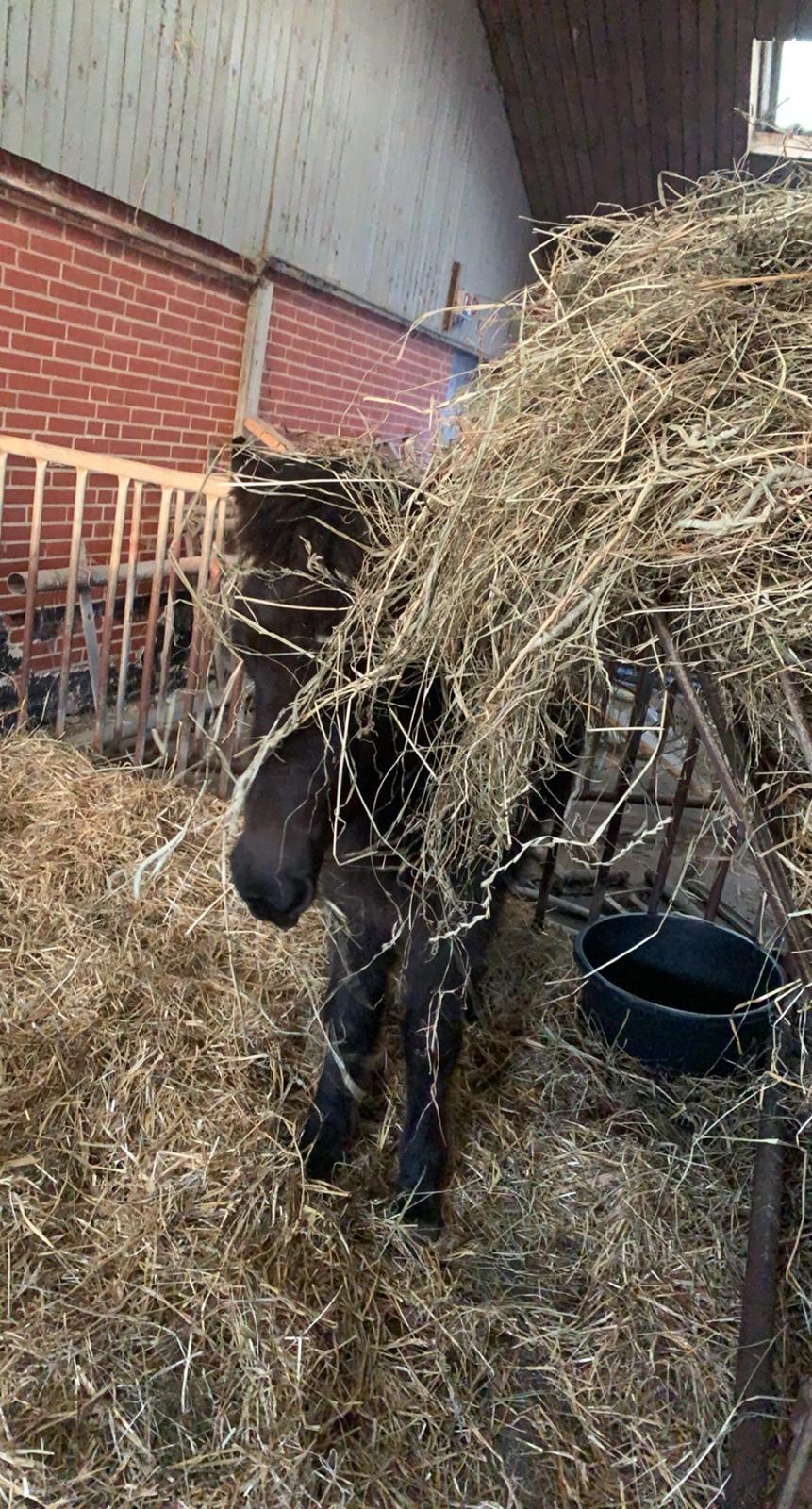 Islænder Emil fra svostruplund billede 15