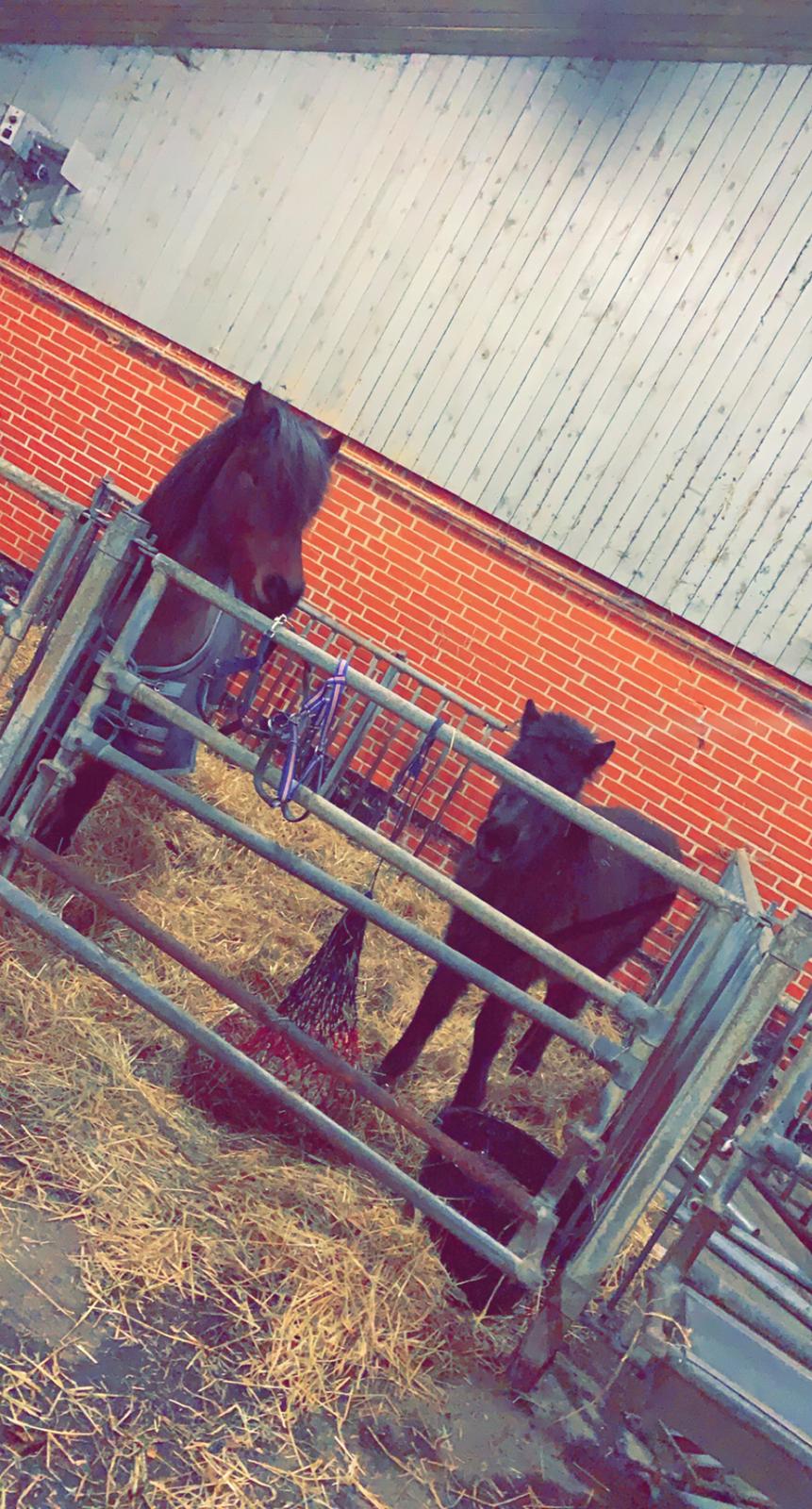 Islænder Emil fra svostruplund billede 17