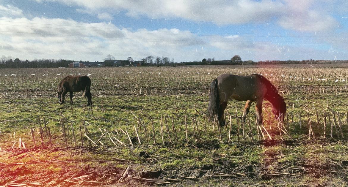 Islænder Emil fra svostruplund billede 18