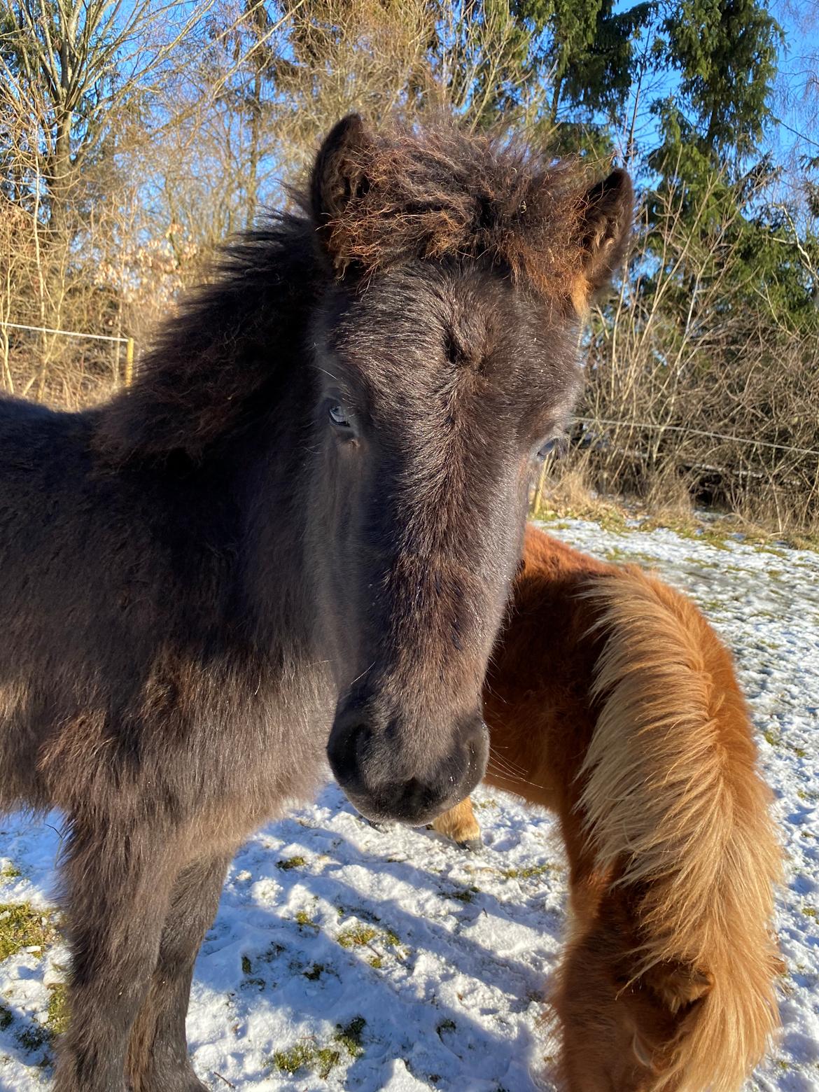 Islænder Emil fra svostruplund billede 16