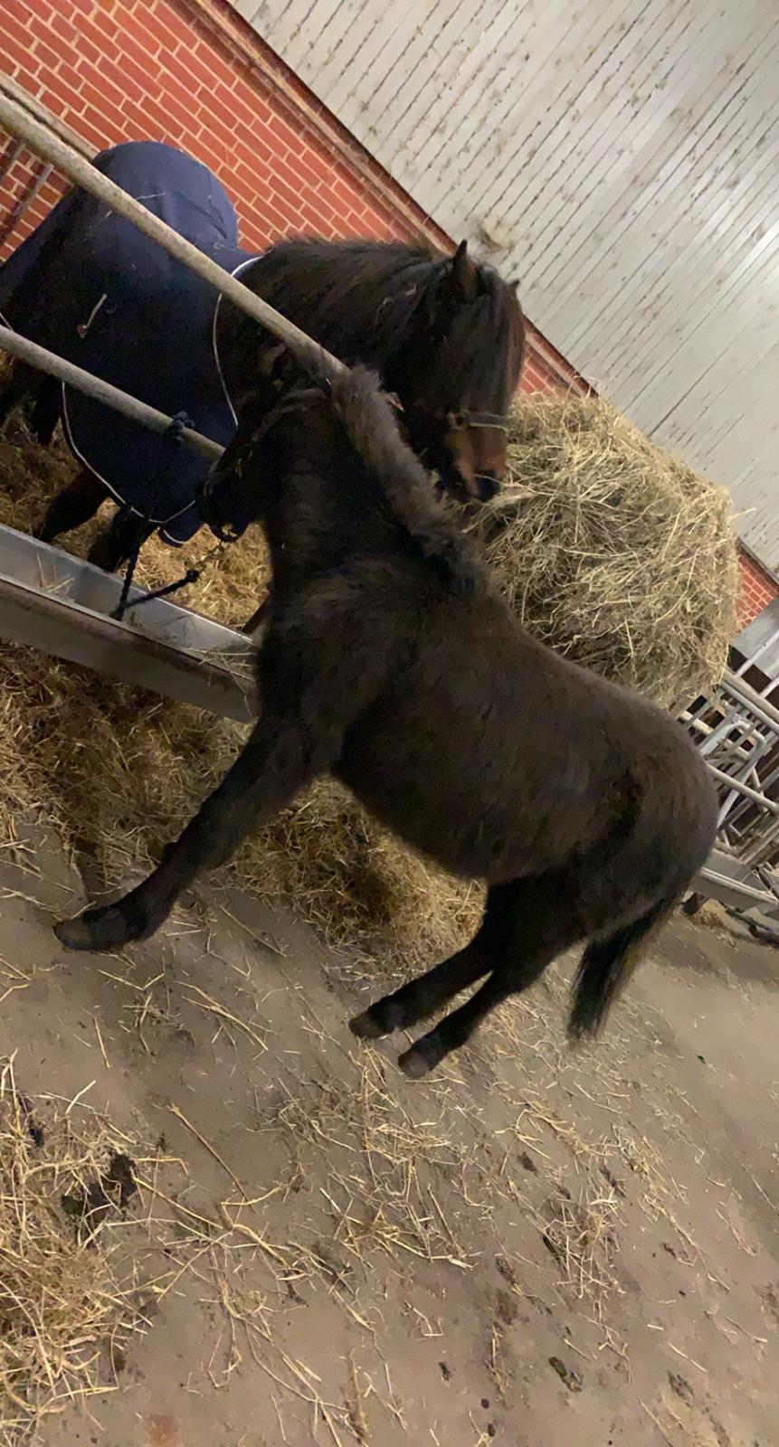 Islænder Emil fra svostruplund billede 19