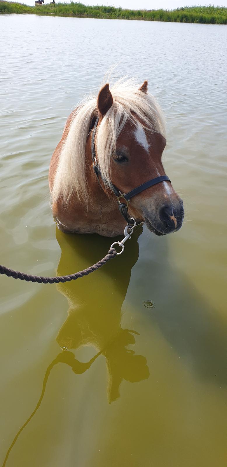 Shetlænder Birk billede 1