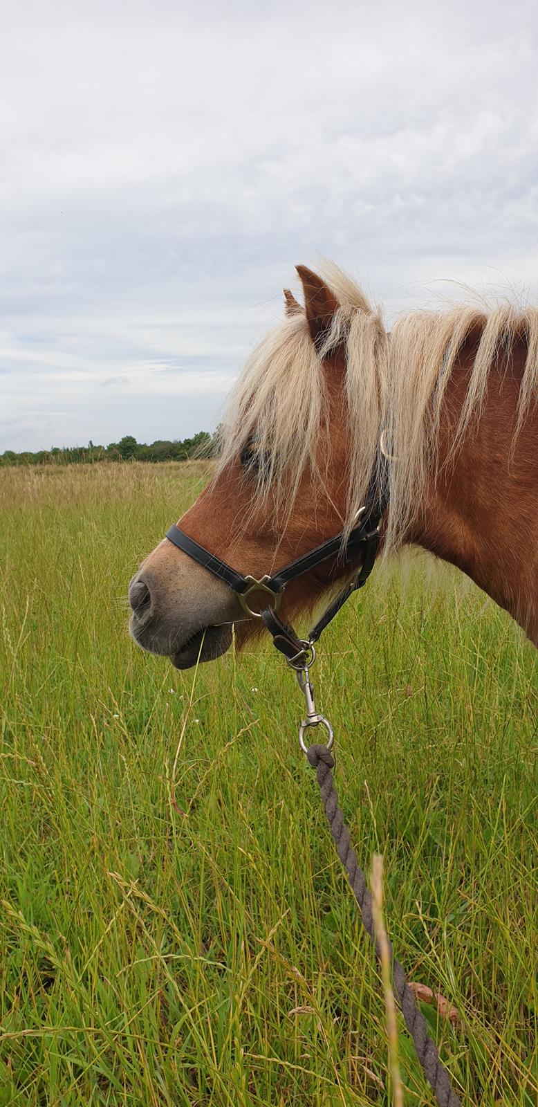 Shetlænder Birk billede 2
