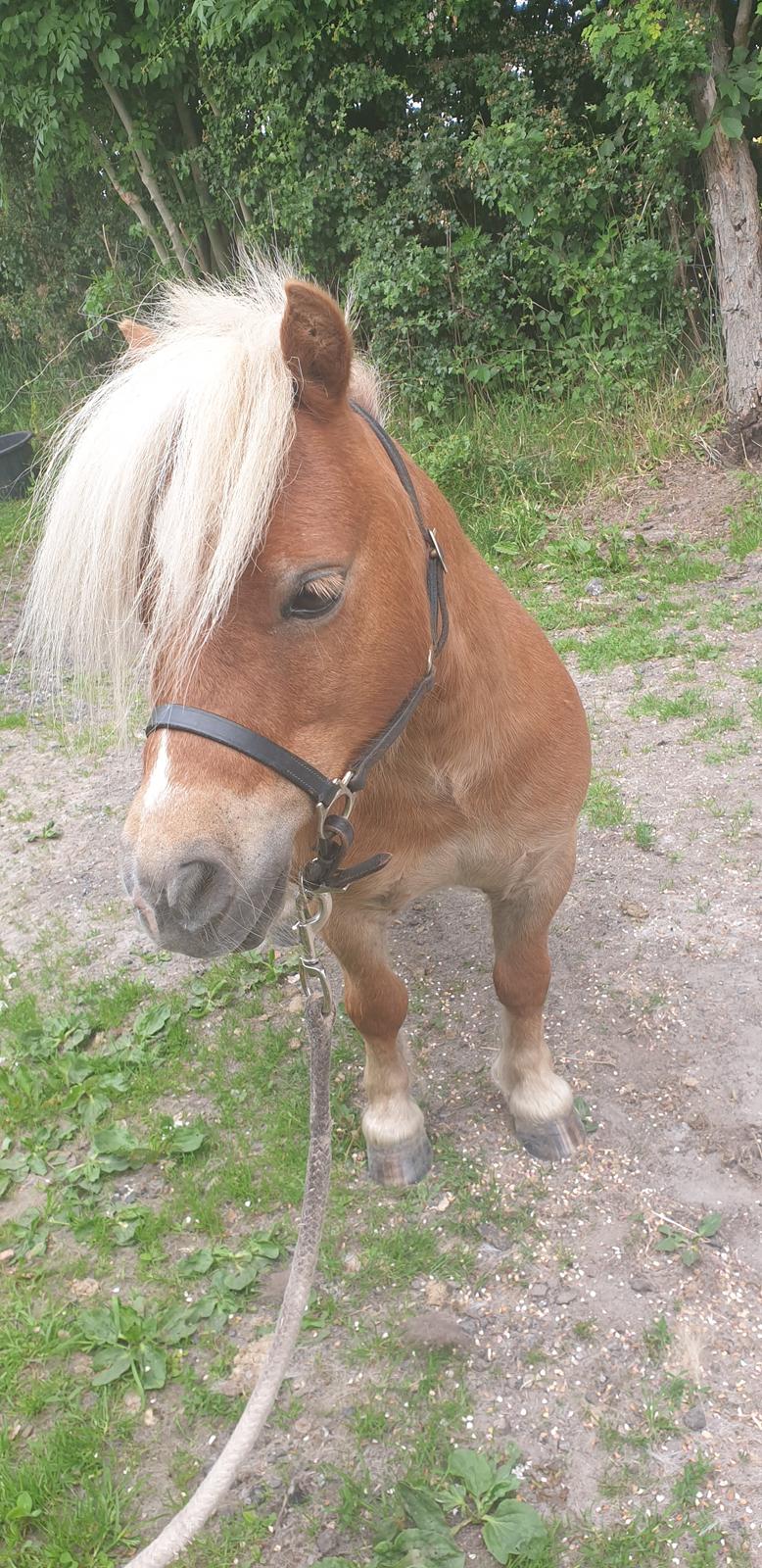 Shetlænder Birk billede 5