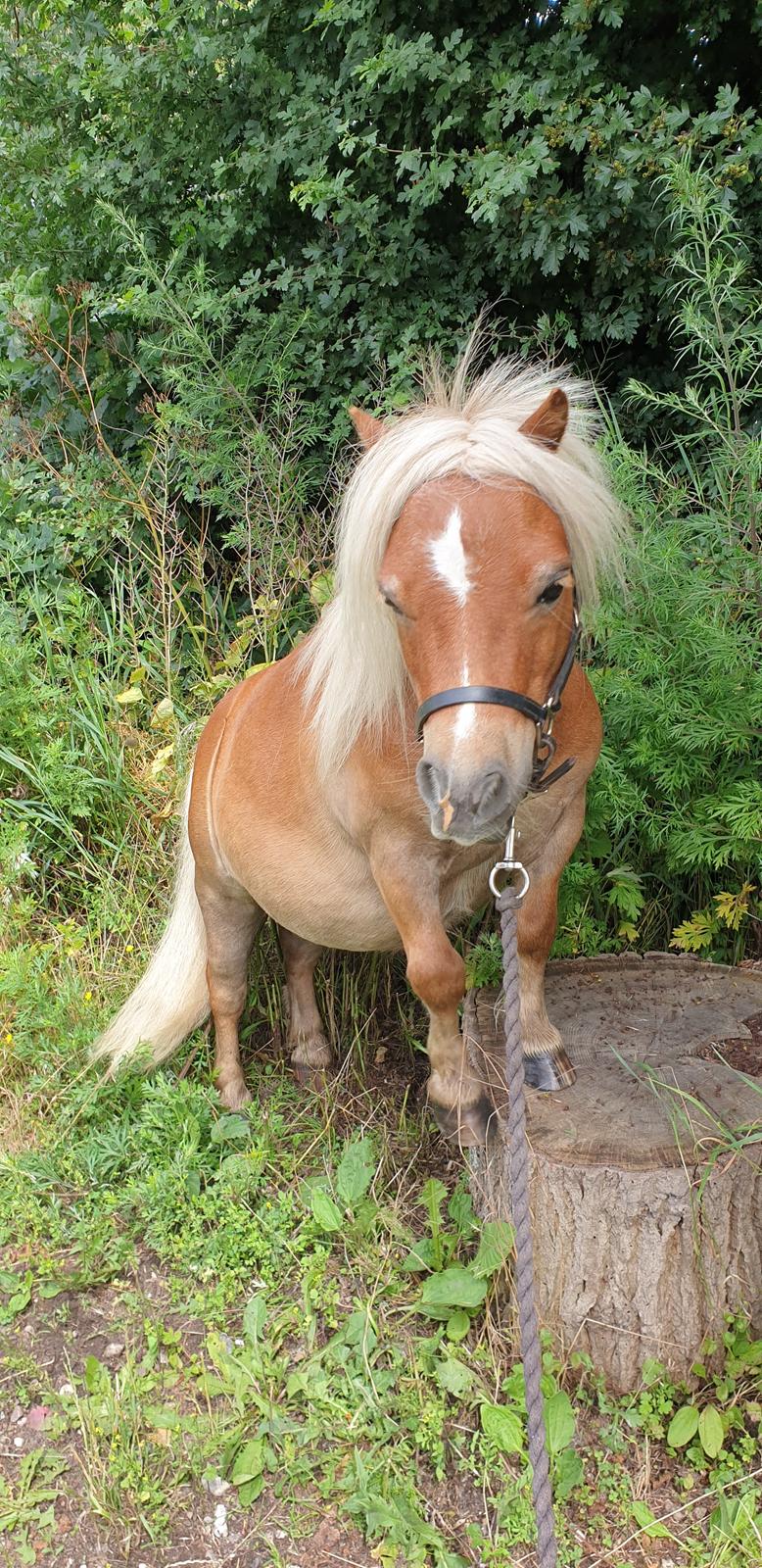 Shetlænder Birk billede 3