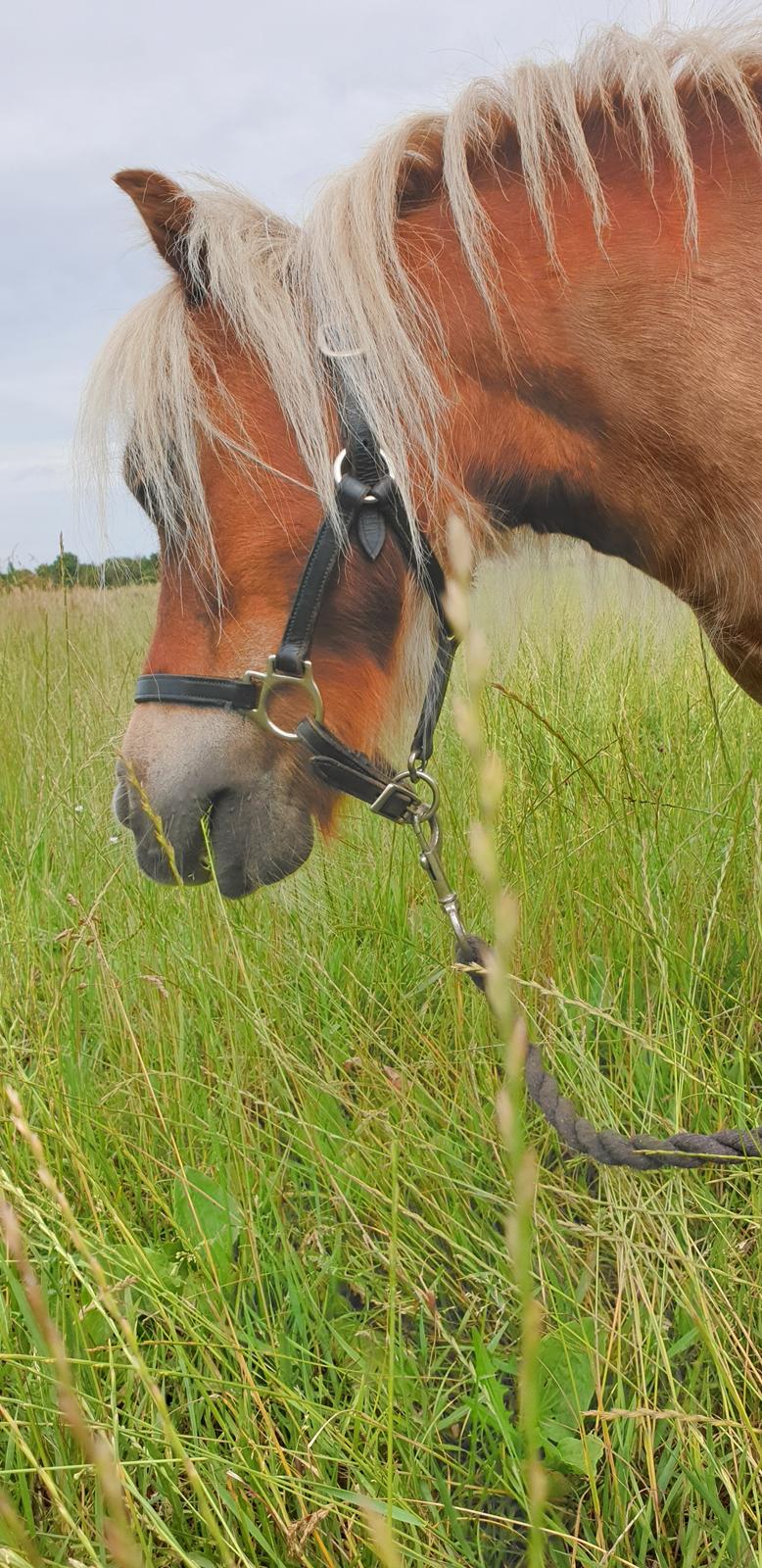 Shetlænder Birk billede 4
