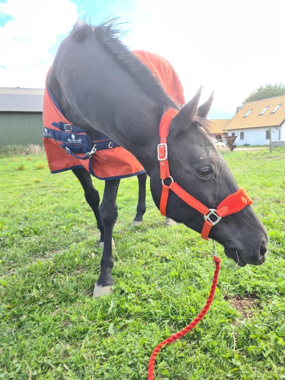 Dansk Varmblod Feldborgs Apache billede 1