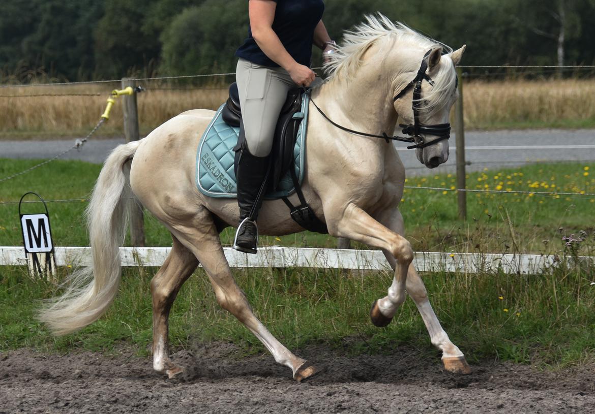 Welsh Pony (sec B) Eyarth Santiago (Avlshingst) - Sommer 2021, kun redet 6 mdr <3 billede 1