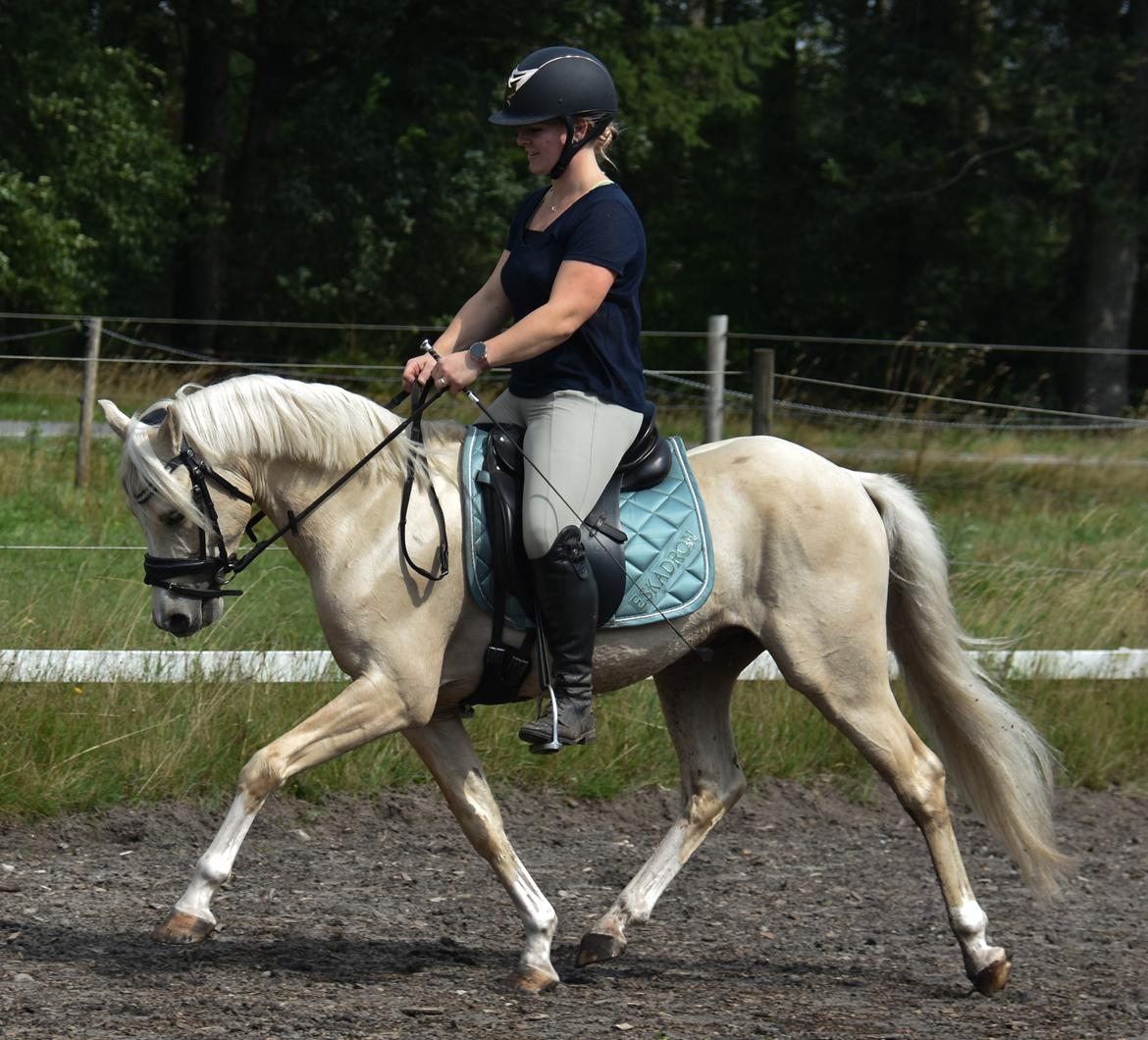 Welsh Pony (sec B) Eyarth Santiago (Avlshingst) billede 17