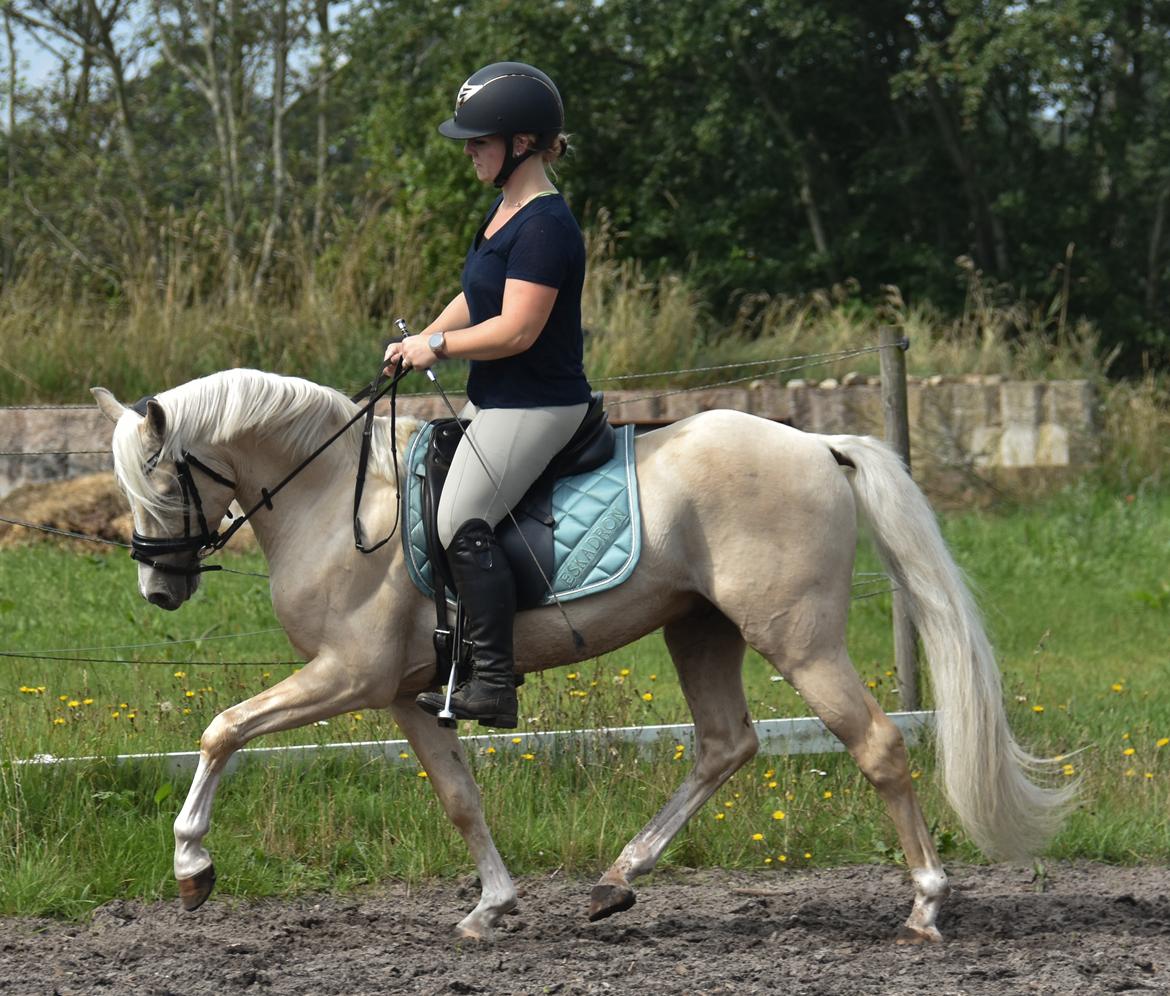 Welsh Pony (sec B) Eyarth Santiago (Avlshingst) - Sommer 2021, kun redet 6 mdr <3 billede 4