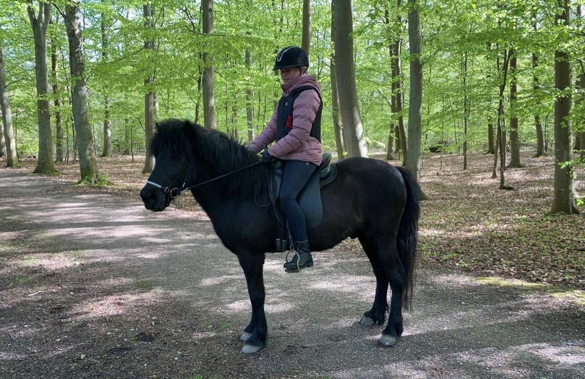 Islænder Fengur fra stubbebro billede 4