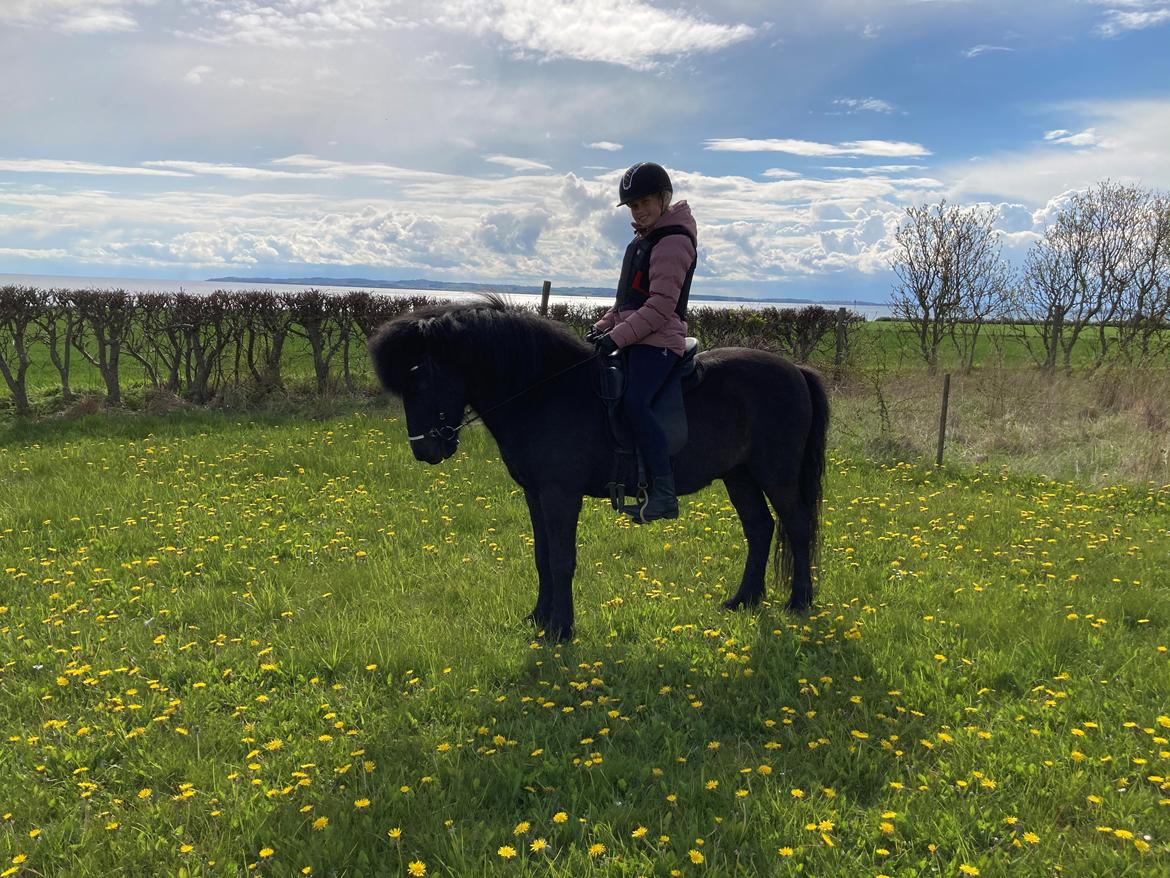 Islænder Fengur fra stubbebro billede 6