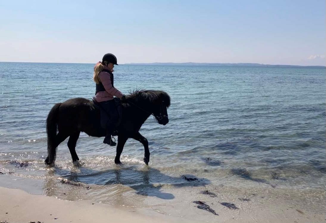 Islænder Fengur fra stubbebro - Elsker at bade! billede 7