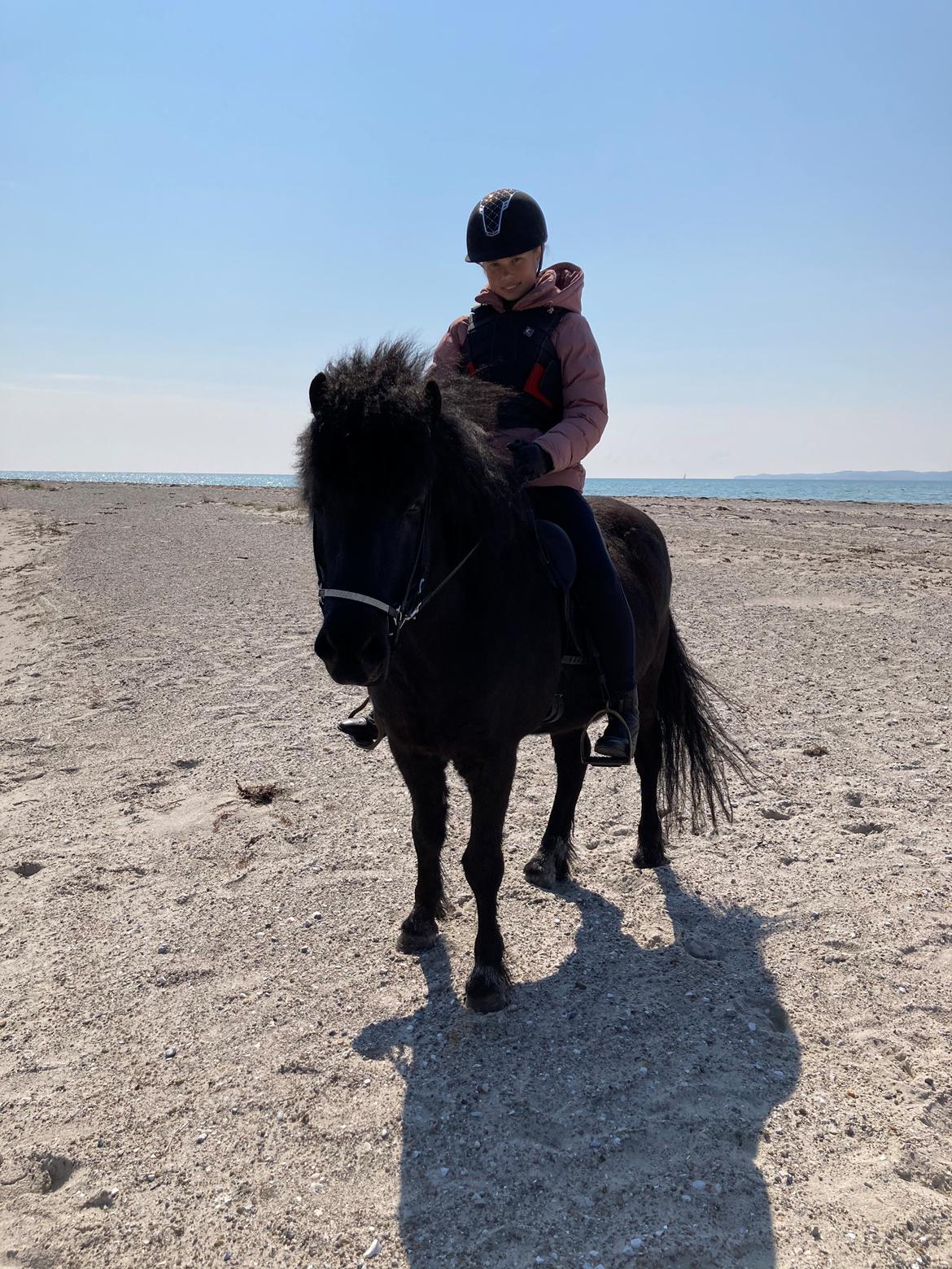 Islænder Fengur fra stubbebro billede 9